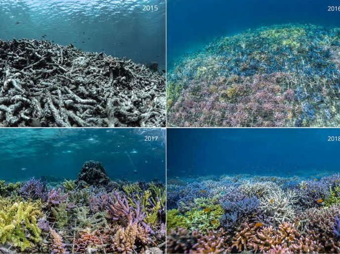 Coral Guardian Photo Exhibition - Musée Océanographique de Monaco