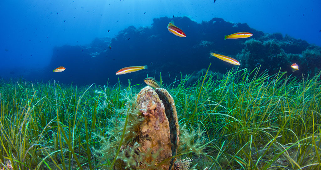 Musee_oceanographique_monaco_club_oceano_expedition_mediterranee