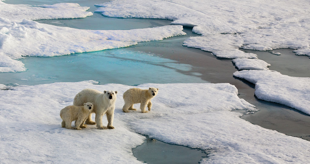 Musee_oceanographique_monaco_club_oceano_explorateur_polaire