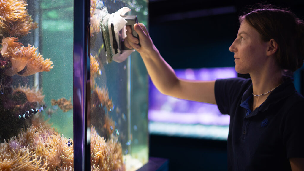 Nettoyage des vitres des aquariums du musée océanographique de monaco par les équipe