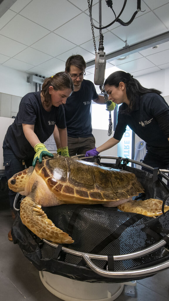 Soin de la tortue dans le centre de soin du musée océanographique de monaco