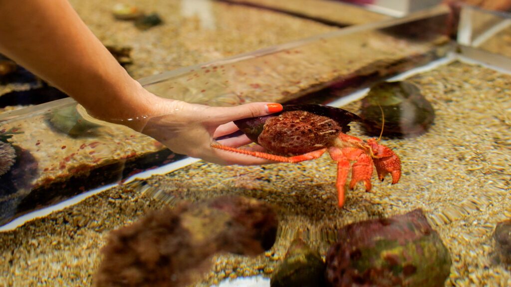 animations_animaux_bord_de_mer_musee_oceanographique_monaco