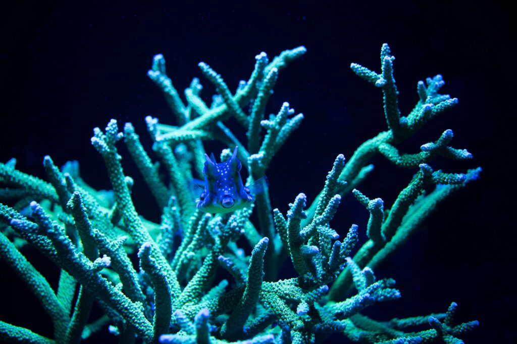 Bac Plongée de nuit coraux fluorescents_institut_oceanographique_monaco_credit_photo_Frederic_Pacorel