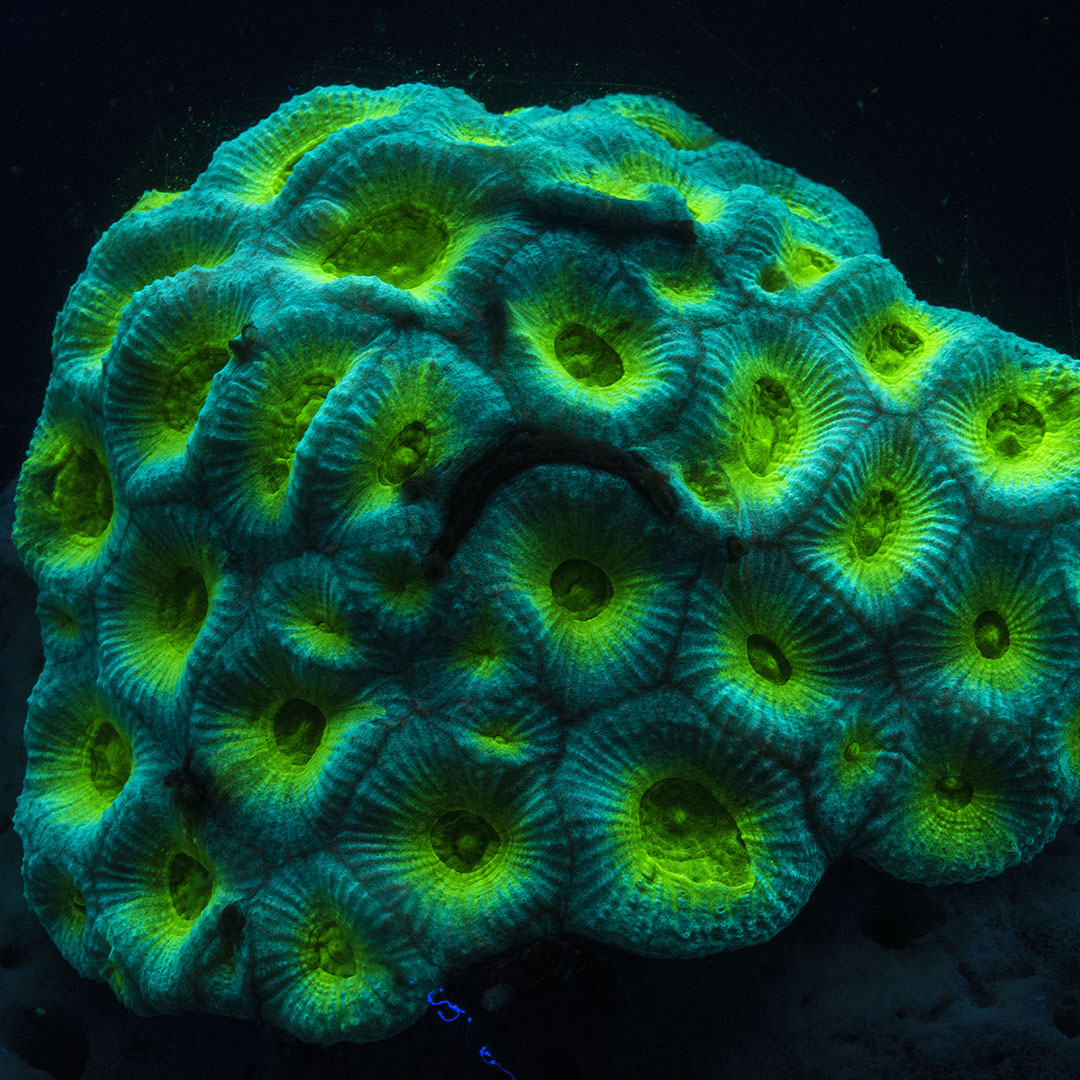 Corail_fluo_musee_oceanographique_de_monaco_credit_photo_frederic_pacorel