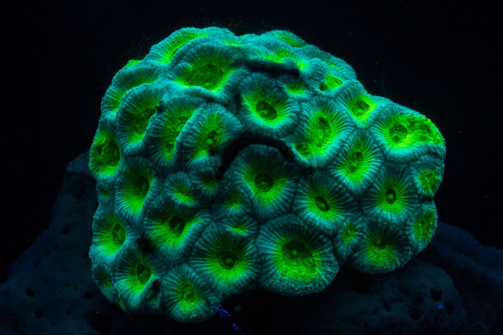 Coraux_fluo_institut_oceanographique_monaco_creditPhoto_Frederic_Pacorel