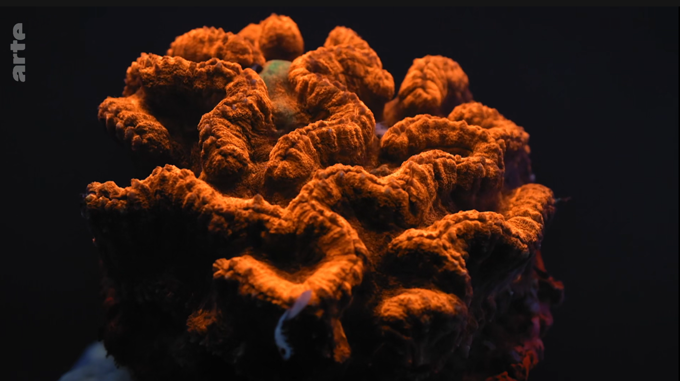 documentaire-arte-la-vie-en-fluo-avec-institut-oceanographique-monaco
