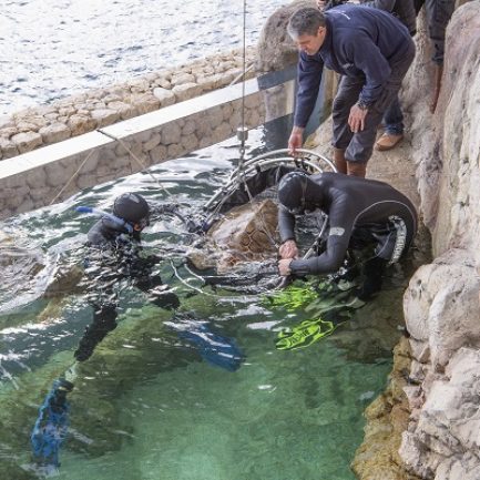Le centre de soin sera un espace de médiation environnementaleLes tortues, baromètres de l’état de santé des océans subissent la plupart des pressions que l’homme exerce sur l’océan, des côtes à la haute mer : urbanisation, surpêche et prises accidentelles, collisions, pollutions ou encore accumulation de plastique.Le destin des tortues est entre nos mainsLes tortues ont été capables de s’adapter à des évolutions importantes du climat et des milieux marin et côtier depuis 150 millions d’années. Aujourd’hui, nous imposons des changements bien plus rapides et leur sort dépendra de notre capacité à leur laisser une place sur les côtes et à gérer nos activités pour préserver l’océan.Le centre de soinsS’appuie sur l’expérience du Musée océanographique pour secourir, soigner et relâcher les tortues marines, il permettra de développer notre capacité d’intervention, en appui avec les services locaux (affaires maritimes, capitainerie, pompiers…) Et s’inscrit dans un réseau méditerranéen de soin des tortues, en partenariat avec le Réseau Tortues de la Méditerranée Française, le Centre d’études et de sauvegarde des tortues marines de Méditerranée.Réalisé dans le prolongement du Musée, en bordure des Jardins St Martin, ce centre sera central pour venir au secours de tortues blessées à Monaco et dans la région.Si le chantier se déroule comme prévu, ce centre pourra ouvrir dès 2018. Il sera composé d'une clinique de soins et d'un bassin de convalescence. Ce dernier, situé en plein air, sera intégré dans la visite du Musée. Tout en permettant aux tortues soignées de se remettre en toute tranquilité et sous étroite surveillance, les visiteurs pourront observer ces animaux et ainsi être sensibilisés à leur fragilité. Véritable outil d'animation et de médiation, la clinique et le grand bac à tortues seront utilisés pour inciter les visiteurs du Musée à agir concrètement, dans leur q