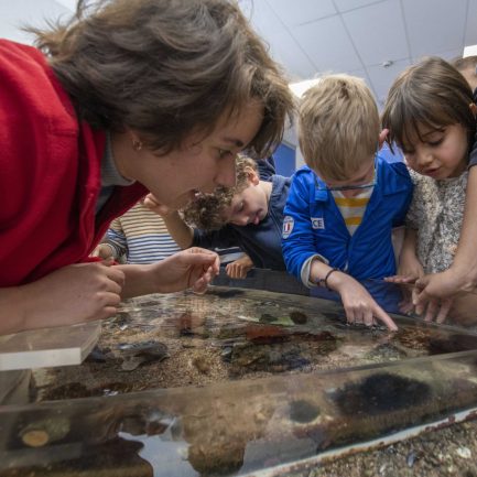 Caresser une étoile de mer, sentir les piquants d’un oursin, observer un bébé requin… Grâce à nos animateurs, venez apprendre avec vos mains et percer les secrets des habitants de la Grande Bleue.C’est l’un des moments phares d’une visite au Musée océanographique de Monaco, l’opportunité pour les enfants de vivre une rencontre unique avec la faune et la flore de Méditerranée.Durant 45 minutes, nos équipes vous proposent d’observer et de toucher différentes espèces évoluant dans un bassin ouvert. Au programme : mille et une anecdotes sur la coquille du bernard l’ermite, les œufs du requin roussette ou les pinces du crabe...Guidés par nos animateurs, les enfants découvriront les particularités de ces animaux marins de la Méditeranée et apprendront à les reconnaître et les respecter. Une animation ludique à vivre en famille, tous les weeks-end et pendant les vacances scolaires !