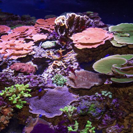 30_Bac-Plongée-de-nuit_M_Dagnino-1