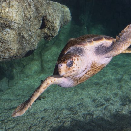 Le centre de soin sera un espace de médiation environnementale
Les tortues, baromètres de l’état de santé des océans subissent la plupart des pressions que l’homme exerce sur l’océan, des côtes à la haute mer : urbanisation, surpêche et prises accidentelles, collisions, pollutions ou encore accumulation de plastique.
Le destin des tortues est entre nos mains
Les tortues ont été capables de s’adapter à des évolutions importantes du climat et des milieux marin et côtier depuis 150 millions d’années. Aujourd’hui, nous imposons des changements bien plus rapides et leur sort dépendra de notre capacité à leur laisser une place sur les côtes et à gérer nos activités pour préserver l’océan.
Le centre de soins
S’appuie sur l’expérience du Musée océanographique pour secourir, soigner et relâcher les tortues marines, il permettra de développer notre capacité d’intervention, en appui avec les services locaux (affaires maritimes, capitainerie, pompiers…) Et s’inscrit dans un réseau méditerranéen de soin des tortues, en partenariat avec le Réseau Tortues de la Méditerranée Française, le Centre d’études et de sauvegarde des tortues marines de Méditerranée.

Réalisé dans le prolongement du Musée, en bordure des Jardins St Martin, ce centre sera central pour venir au secours de tortues blessées à Monaco et dans la région.
Si le chantier se déroule comme prévu, ce centre pourra ouvrir dès 2018. Il sera composé d'une clinique de soins et d'un bassin de convalescence. Ce dernier, situé en plein air, sera intégré dans la visite du Musée. Tout en permettant aux tortues soignées de se remettre en toute tranquilité et sous étroite surveillance, les visiteurs pourront observer ces animaux et ainsi être sensibilisés à leur fragilité. 
Véritable outil d'animation et de médiation, la clinique et le grand bac à tortues seront utilisés pour inciter les visiteurs du Musée à agir concrètement, dans leur q