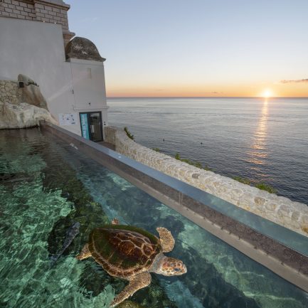 Le centre de soin sera un espace de médiation environnementaleLes tortues, baromètres de l’état de santé des océans subissent la plupart des pressions que l’homme exerce sur l’océan, des côtes à la haute mer : urbanisation, surpêche et prises accidentelles, collisions, pollutions ou encore accumulation de plastique.Le destin des tortues est entre nos mainsLes tortues ont été capables de s’adapter à des évolutions importantes du climat et des milieux marin et côtier depuis 150 millions d’années. Aujourd’hui, nous imposons des changements bien plus rapides et leur sort dépendra de notre capacité à leur laisser une place sur les côtes et à gérer nos activités pour préserver l’océan.Le centre de soinsS’appuie sur l’expérience du Musée océanographique pour secourir, soigner et relâcher les tortues marines, il permettra de développer notre capacité d’intervention, en appui avec les services locaux (affaires maritimes, capitainerie, pompiers…) Et s’inscrit dans un réseau méditerranéen de soin des tortues, en partenariat avec le Réseau Tortues de la Méditerranée Française, le Centre d’études et de sauvegarde des tortues marines de Méditerranée.Réalisé dans le prolongement du Musée, en bordure des Jardins St Martin, ce centre sera central pour venir au secours de tortues blessées à Monaco et dans la région.Si le chantier se déroule comme prévu, ce centre pourra ouvrir dès 2018. Il sera composé d'une clinique de soins et d'un bassin de convalescence. Ce dernier, situé en plein air, sera intégré dans la visite du Musée. Tout en permettant aux tortues soignées de se remettre en toute tranquilité et sous étroite surveillance, les visiteurs pourront observer ces animaux et ainsi être sensibilisés à leur fragilité. Véritable outil d'animation et de médiation, la clinique et le grand bac à tortues seront utilisés pour inciter les visiteurs du Musée à agir concrètement, dans leur q