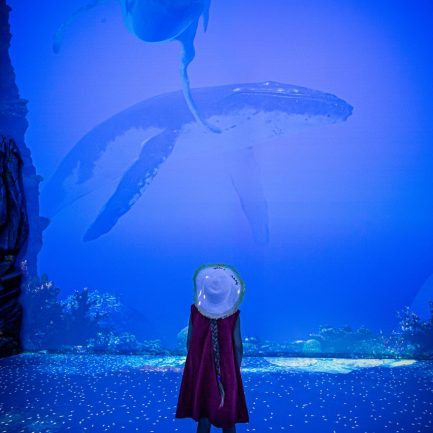 Exposition Immersion - Musée océanographique de Monaco - philippe Fitte