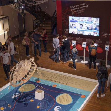 De leur cycle de vie aux menaces qui pèsent sur leur existence, de la magie de la ponte aux actions menées pour leur préservation, la grande aventure des tortues marines se raconte au Musée océanographique, dans un tout nouvel espace de 550 m². Ce nouvel espace renforce le dialogue avec tous nos publics (visiteurs, chercheurs, décideurs, scolaires) et ouvre un terrain de découverte, de partage et d’engagement en faveur des tortues marines.Un centre de soinsLe Centre Monégasque de Soins des Espèces A rescue center Marines (CMSEM) est le coeur de notre nouveau dispositif d’action et de sensibilisation. Y sont soignés grandes nacres, hippocampes… mais aussi tortues marines.Leurs blessures les plus fréquentes : prise accidentelle dans des filets, carapace fendue, ingestion de plastique ou d’hameçon. Habilités à manipuler ces espèces protégées, nos soigneurs interviennent en collaboration avec des vétérinaires spécialisés et les réseaux français et ,européens des centres de soins. L’occasion de contribuer aux programmes d’études relatifs à la biologie de ces espèces, à leur comportement et à leur environnement.La provenance des « patients »Le CMSEM soigne des tortues recueillies directement en mer, sur le littoral monégasque ou à proximité. Elles peuvent aussi nous être confiées par d’autres centres de soins saturés au moment de la prise en charge. L'Institut océanographique collabore notamment avec le Réseau des Tortues Marines de Méditerranée Française (RTMMF, géré par la Société Herpétologique de France) et le Centre d’Etudes et de Sauvegarde des Tortues de Méditerranée (CESTMed). Tous les usagers de la mer (pouvoirs publics, plaisanciers, plongeurs, pêcheurs…) sont invités à nous alerter en cas de rencontre avec un animal marin en détresse.Le retour en merAvant de retrouver le large, les tortues passent par un bassin de réhabilitation de 160 m3, situé en plein air, pour s’assurer