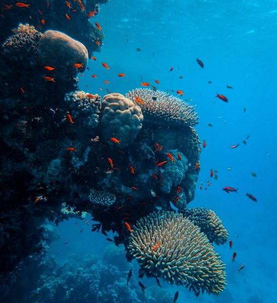 francesco-ungaro-hqAGgNsMpEY-unsplash