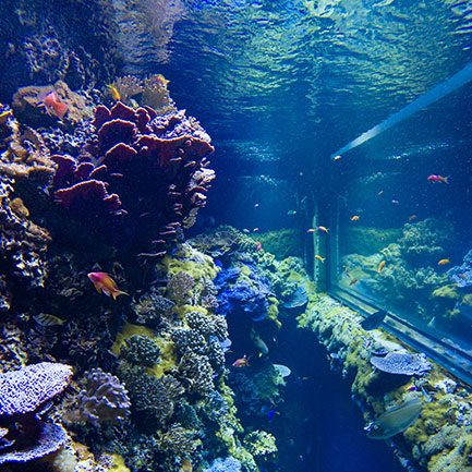 Découvrez les aquariums du Musée océanographique de Monaco